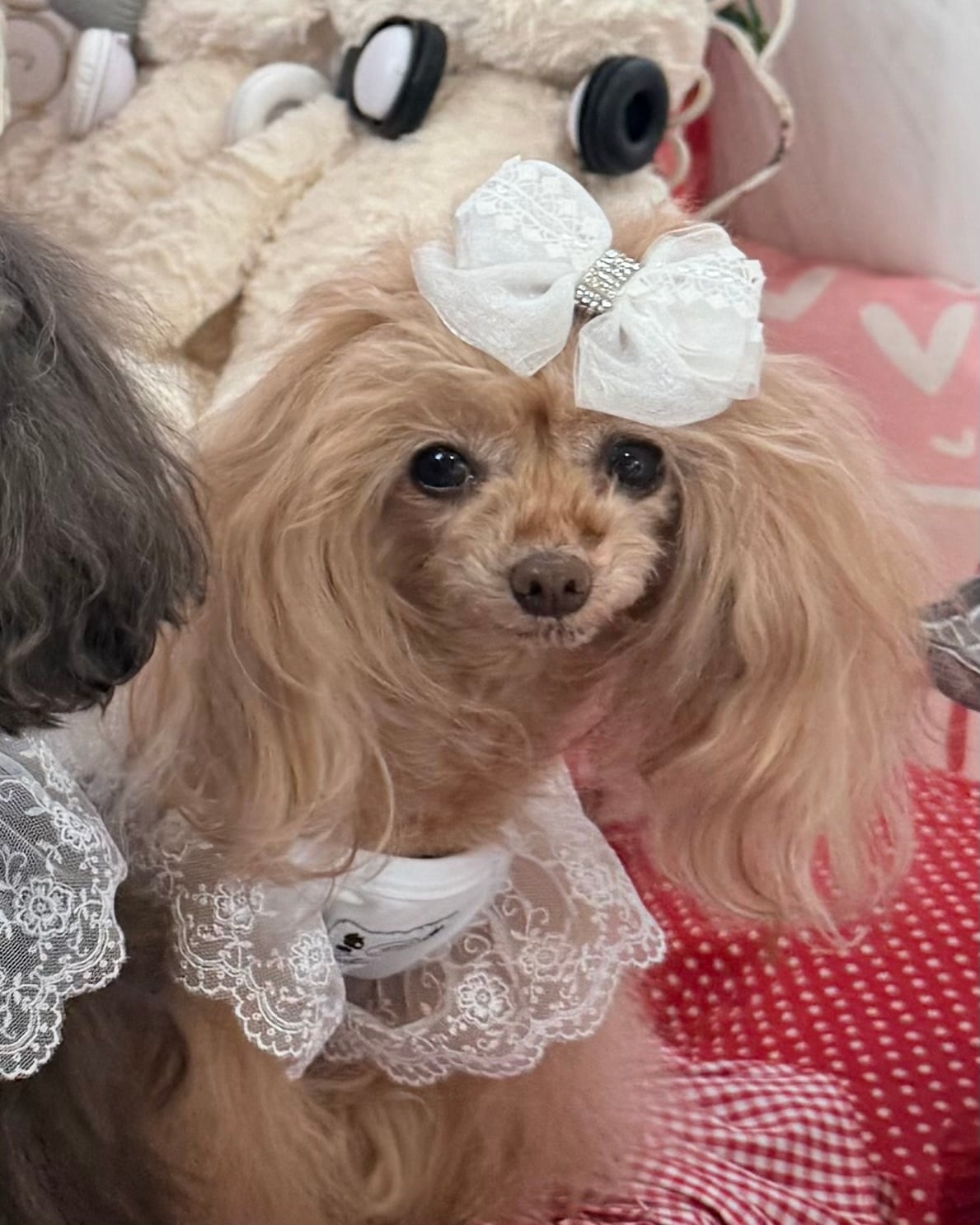 Trilly tutti Brilli | 犬の生活オンラインブティック