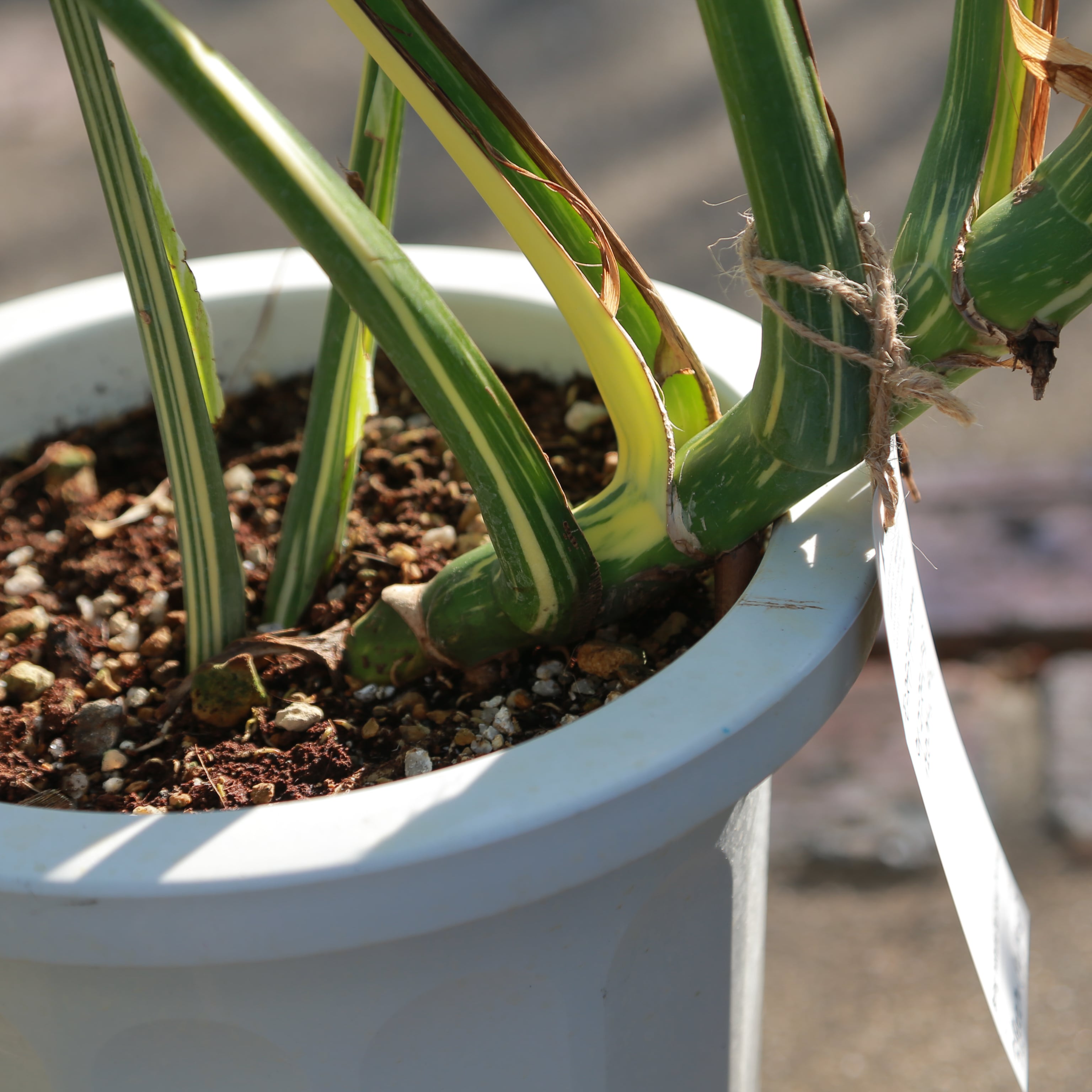 斑入り モンステラ イエローブリュレ デリシオーザ デリキオサ