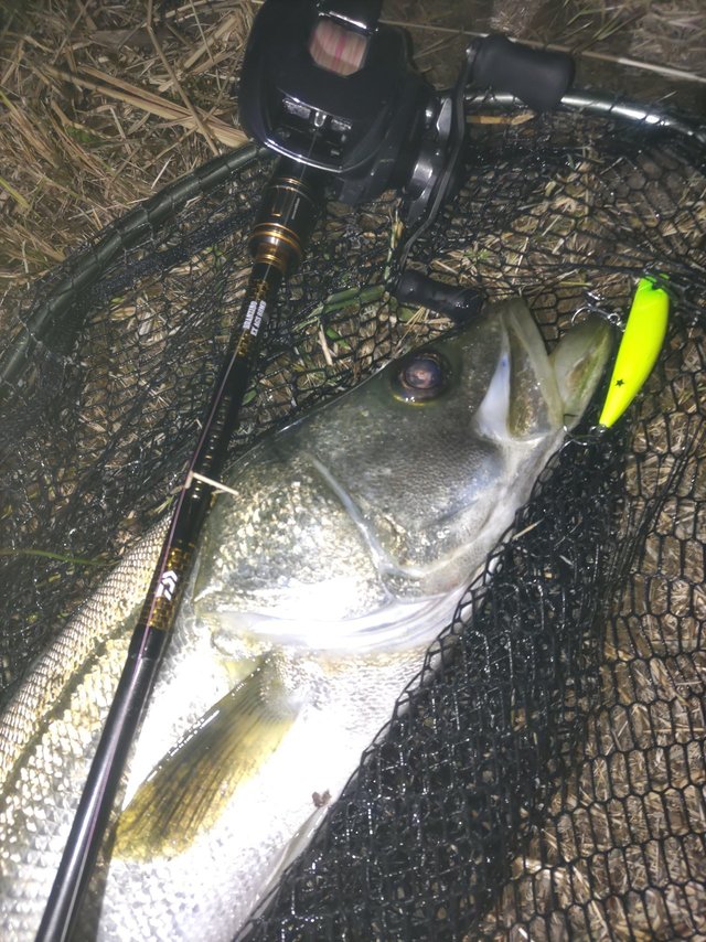 ダイワ ベイトリール 24IM Z TW 200XHL-C(左) 2024 新製品(IM Z TW