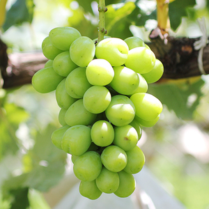 大人気!】長野県産・シャインマスカット(約2kg) 秀品＜2026年9月下旬