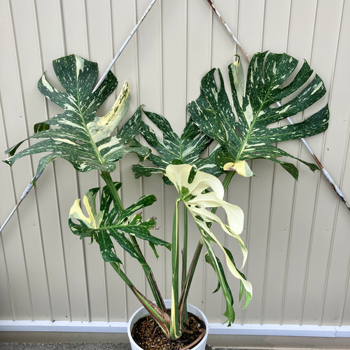 特大モンステラ＊イエローモンスター＊特大株＊斑入りモンステラ＊観葉