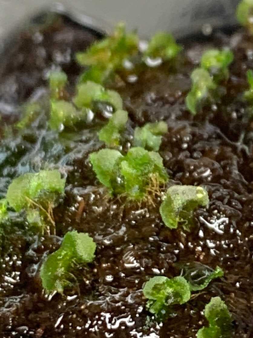 胞子培養の記録 ビカクシダギンカ 2024.3月〜｜🍀GreenSnap（グリーン