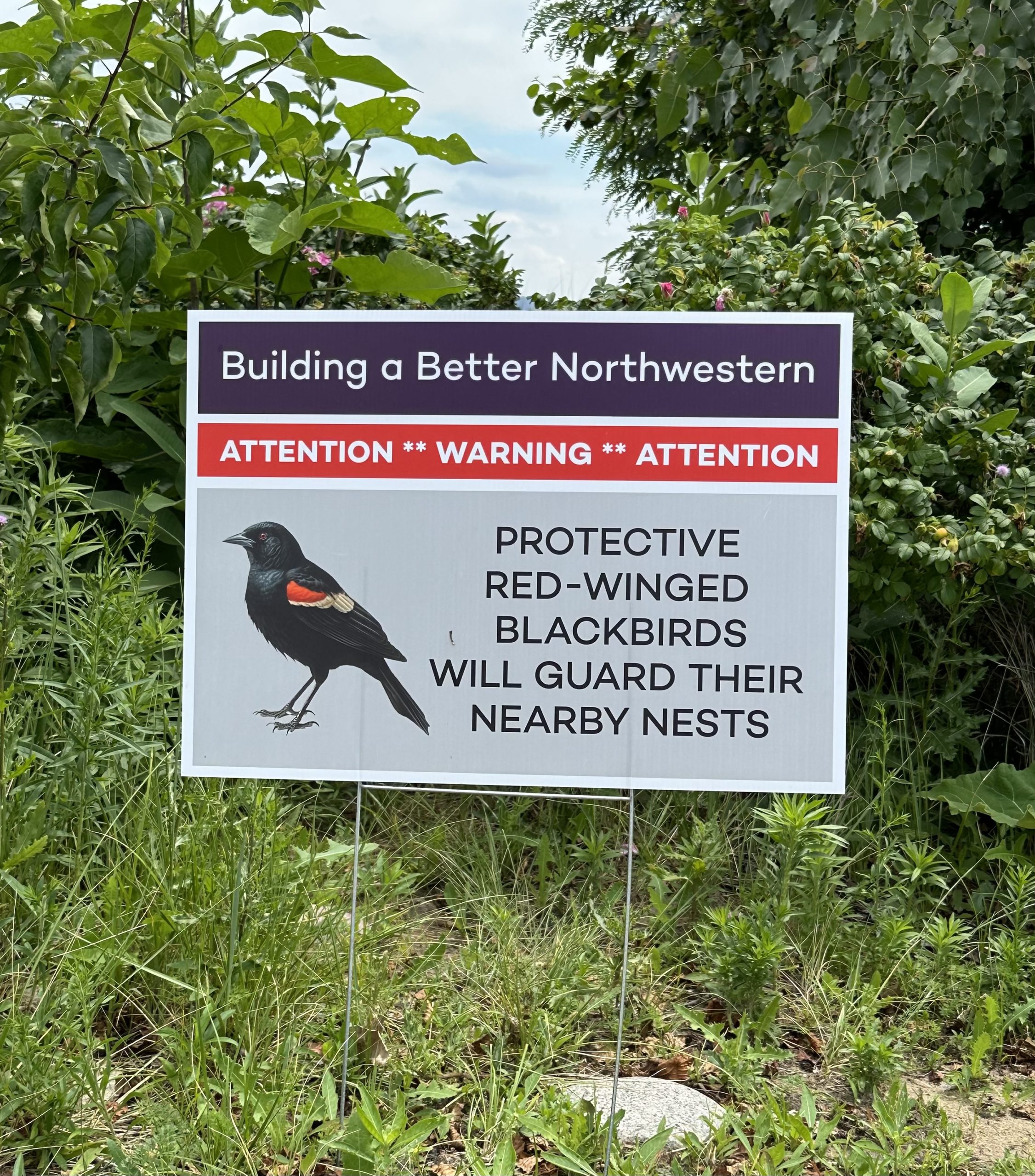 Angry birds more than just a game at Northwestern's lakefill