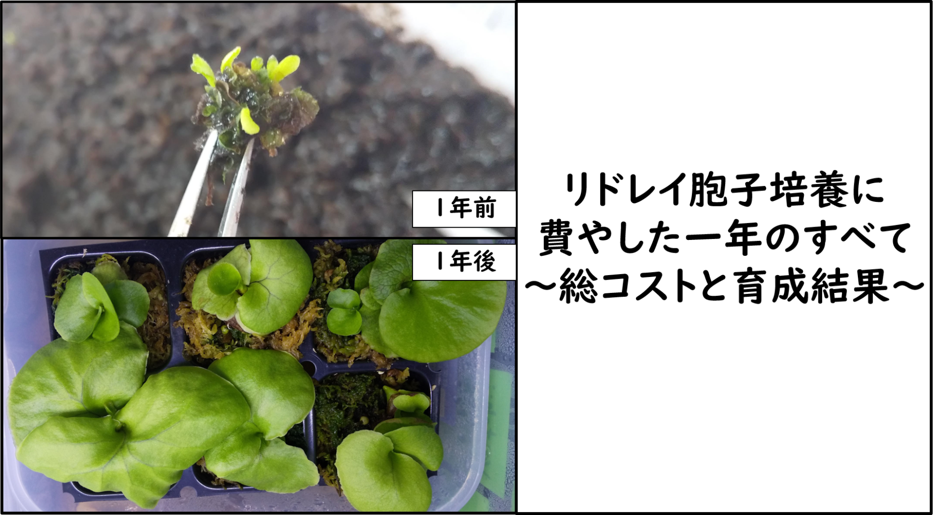 リドレイ胞子培養に費やした一年のすべて～期間・費用・やり方