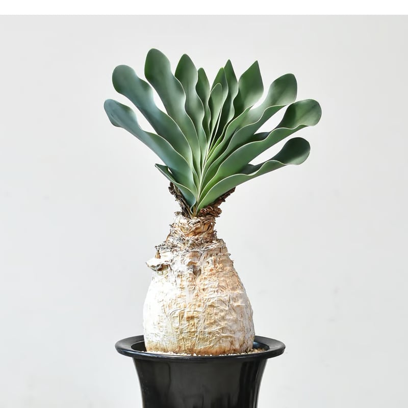 ブーファン ハエマンソイデス 【発根済み】HK2402554(T) | RAFLUM