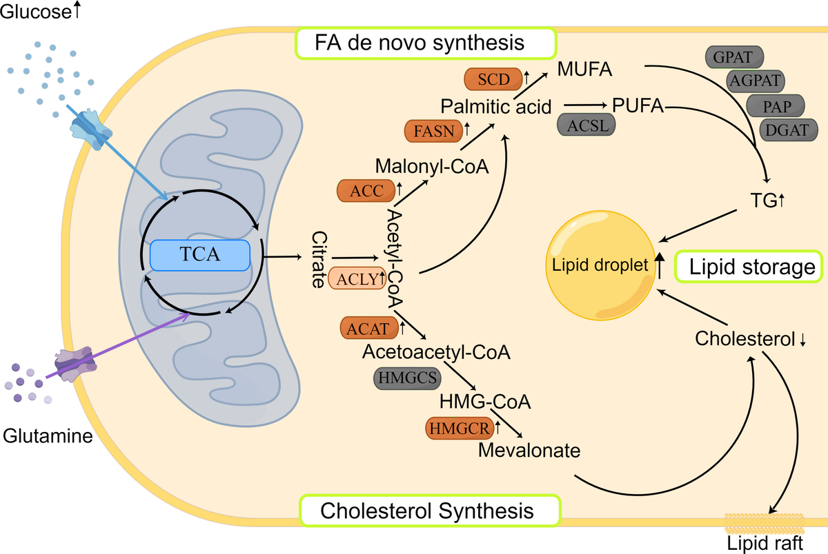 Frontiers | Perspectives of lipid metabolism reprogramming in head