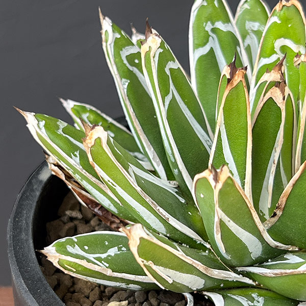 アガベ 姫笹の雪 白斑入 希少 姫笹の雪 子株沢山セット agave