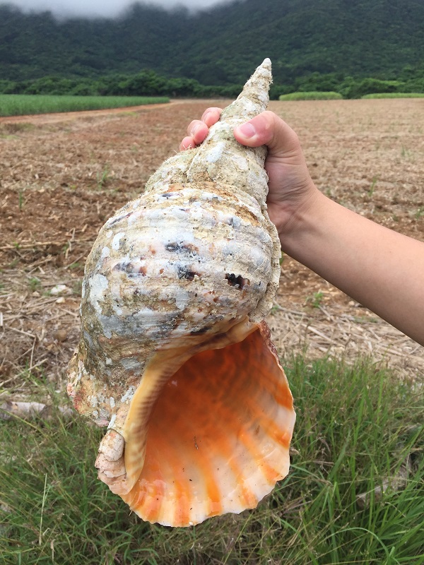巨大な法螺貝（ホラ貝）の研磨と激臭との奮闘記 | 石垣・遊び