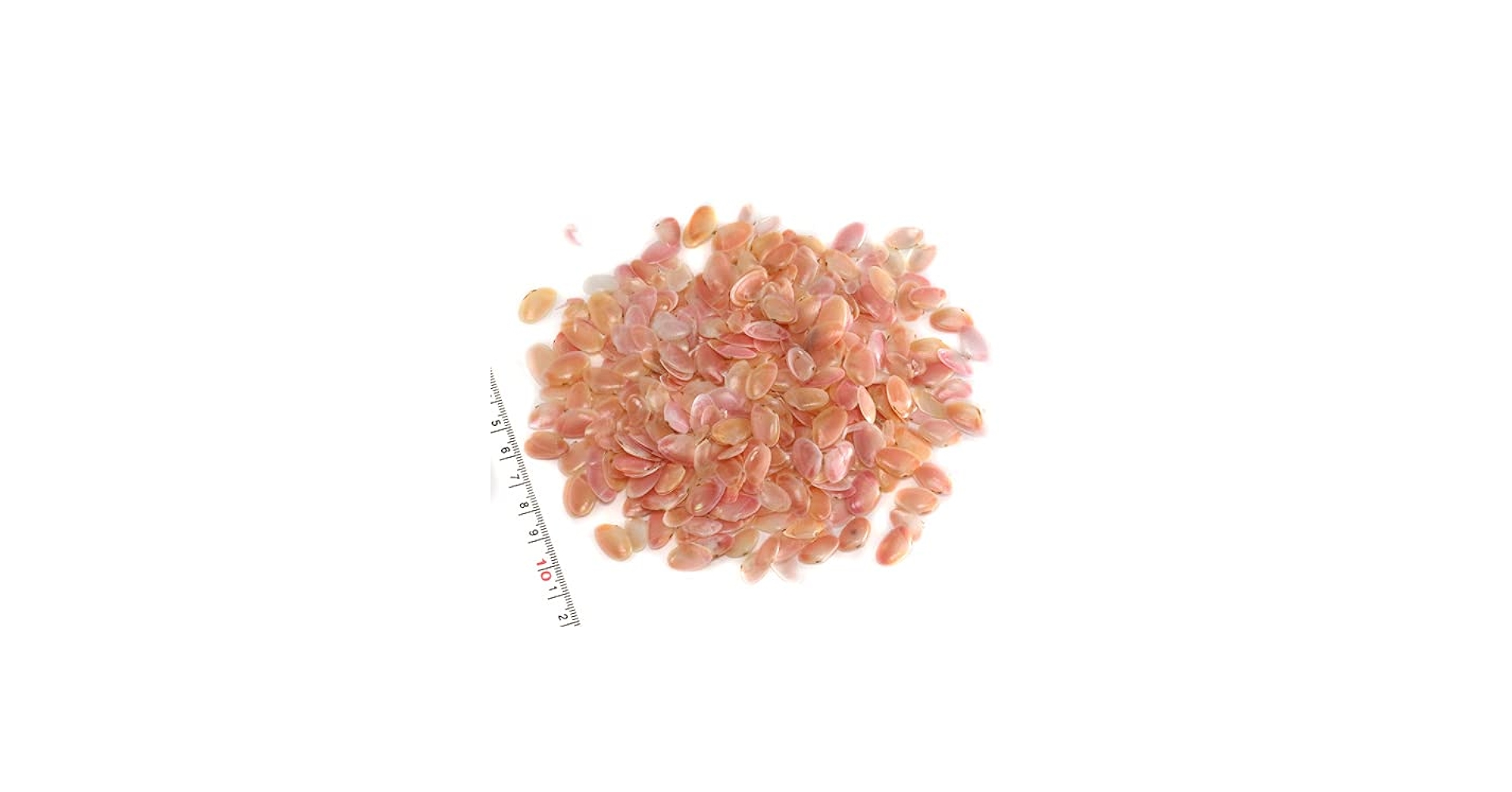 Amazon | 【小さな貝殻パーツ】サクラガイ 桜貝 さくら貝 40g お得
