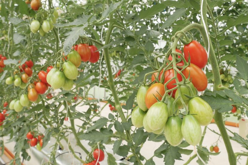 Launch of Genome Edited Tomato Fruit for Purchase - サナテック