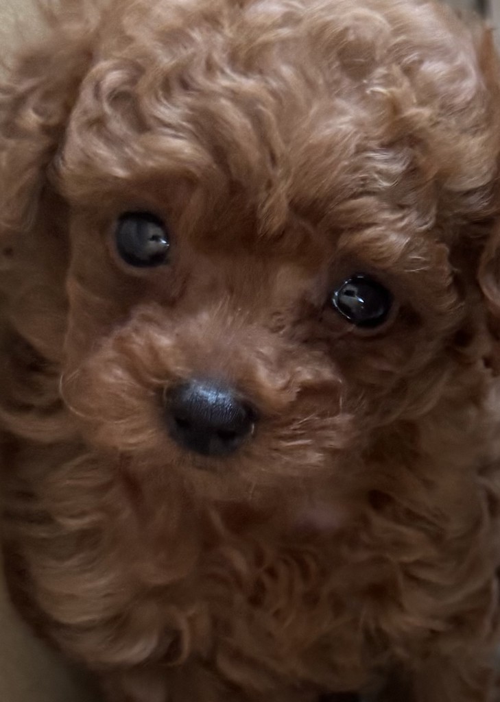 ブリーダー】 セレクトバランス アダルト チキン 小粒 1才以上の成犬用