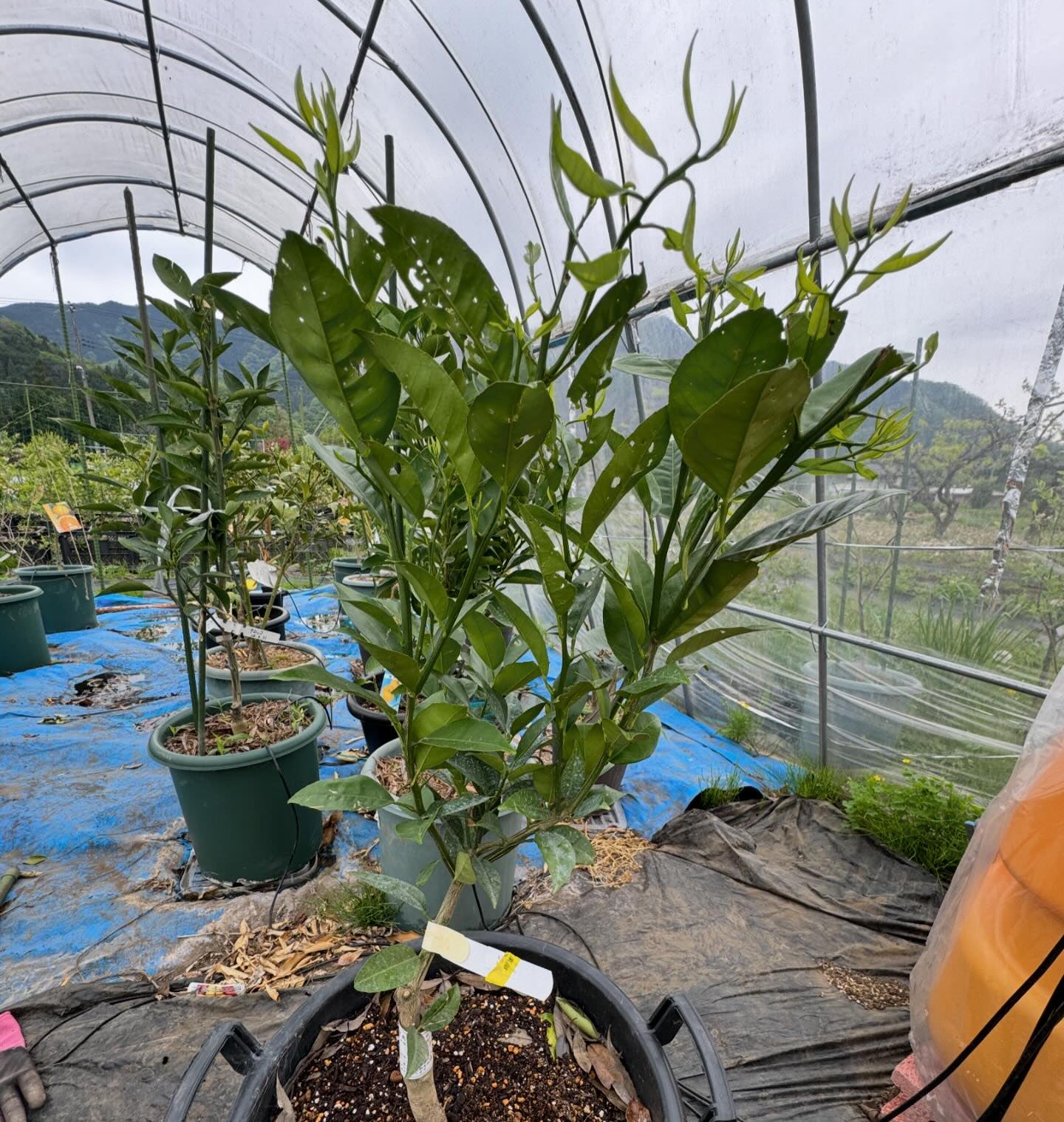 湘南ゴールド苗木 2024/04/27 | 田舎の小さな果樹園