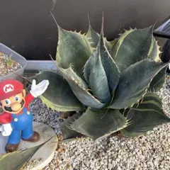 2026年最新】アガベ パラサナ錦の人気アイテム - メルカリ