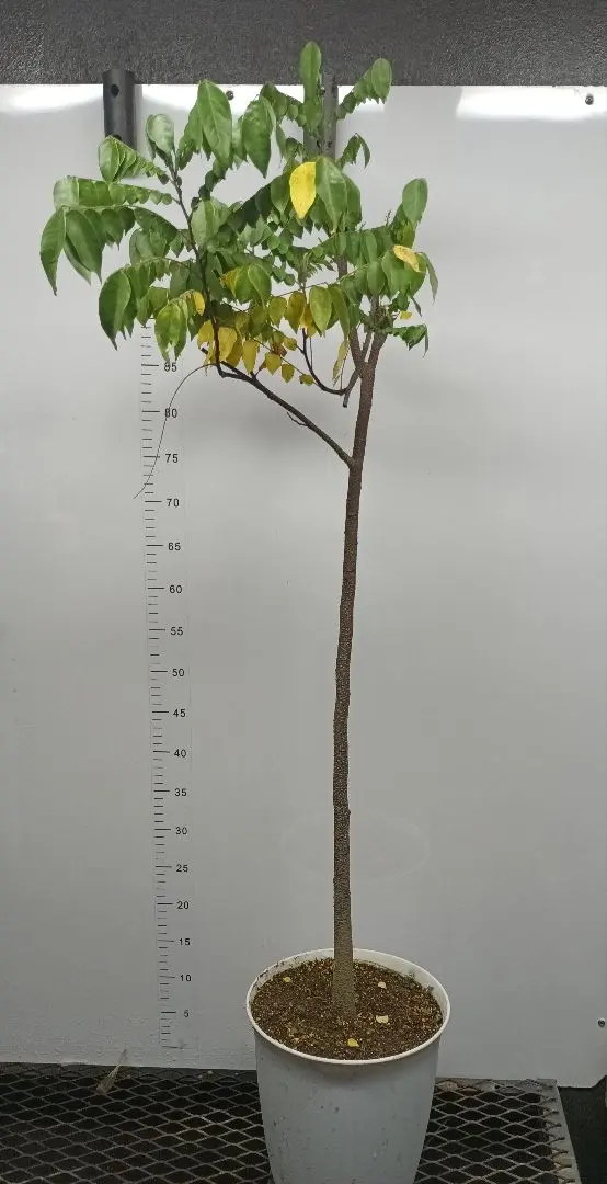 2026年最新】スターフルーツ 苗木の人気アイテム - メルカリ