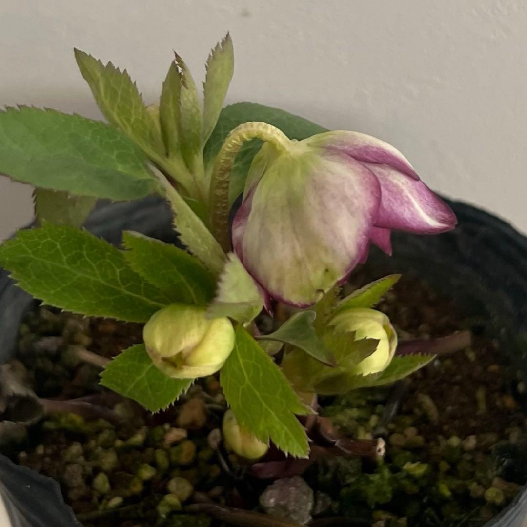 クリスマスローズ 大木ナーセリー dd Foujita 株分け - メルカリ