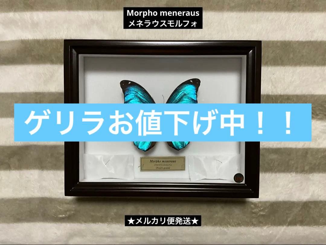 Morpho meneraus　メネラウスモルフォ　標本　ケース付き 蝶標本「メネラウスモルフォ」- 海福雑貨通販部