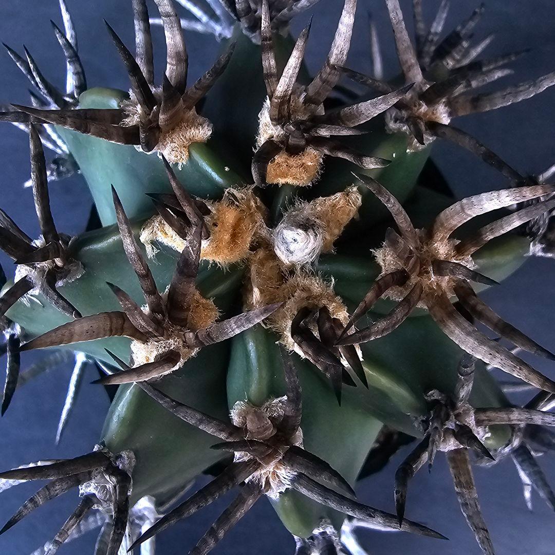 メルカリ便発送☆サボテン アストロフィツム 短刺水牛大鳳玉(実生苗です) サボテン：アストロフィツム 水牛大鳳玉*幅5cm ☆赤松実生 | サボテン