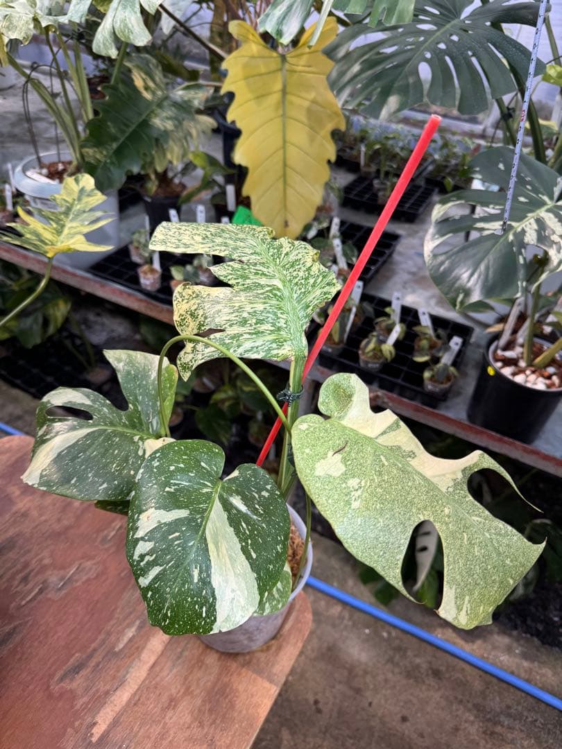 あ*け様 1モンステラ　タイコンステレーション　スターライト 希少】モンステラ・デリシオーサ 'タイコンステレーション【スター