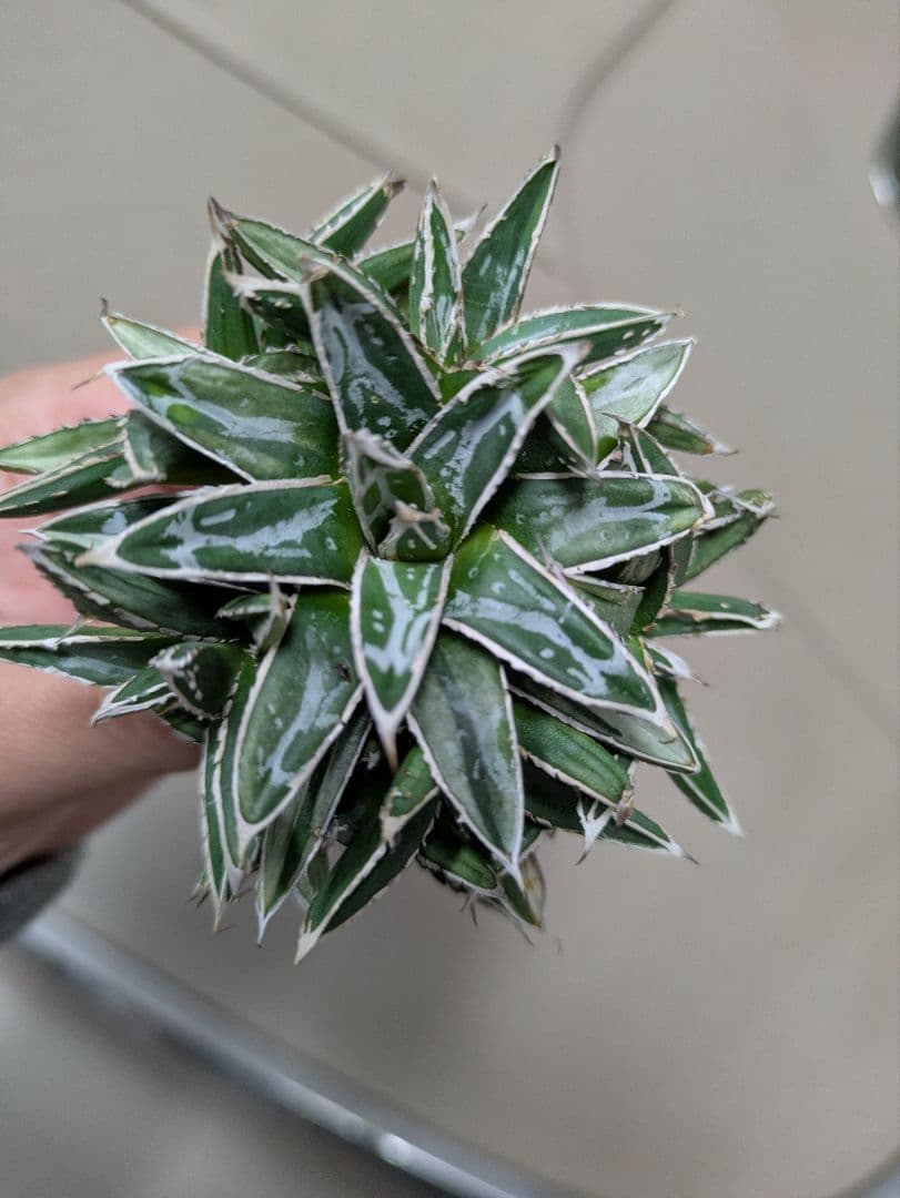 アガベ 姫笹の雪　白斑入　希少　姫笹の雪　子株沢山セット アガベ 姫笹の雪 白斑入 希少 姫笹の雪 子株沢山セット agave